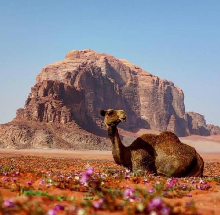 Um Sabatah Camp Hotel Wadi Rum Exterior photo